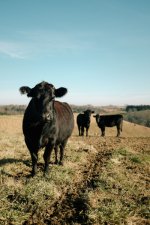 Beef Share - Demo Listing